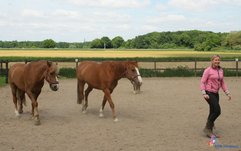 13.paarden coach gelderland 8x6