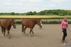 13.paarden coach gelderland 8x6