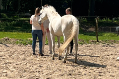 PCN Banner 10x2 5  - Familie-opstellingen-paarden-1