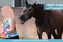 Paardencoaching Nederland 8x5 - 2