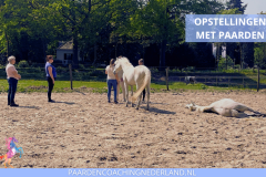 Paardencoaching Nederland Opstellingen 8x5 - Paard-en-coaching-nederland-gelderland-nijmegen-familie-opstellingen-1