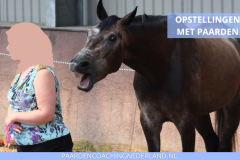 Paardencoaching Nederland Opstellingen 8x5 - Paard-en-coaching-nederland-gelderland-organisatie-opstellingen-1