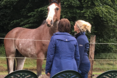 6.workshop-hooggevoeligheid-paardencoaching-nederland-5x5