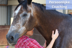 24 Paardencoaching Nederland 5x5 - Persoonlijke-Paardencoaching-Nederland-Gelderland-5