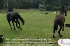 Paardencoaching39.Jeanet Bathoorn Paardencoaching Nederland Nijmegen