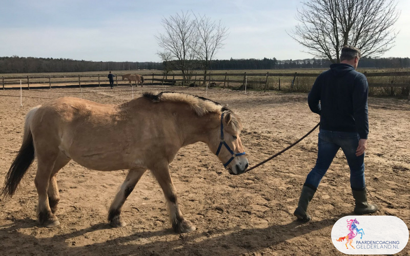 9.Leiderschapstraining paarden teamtripper JCI Ede Laag Soeren april 2018