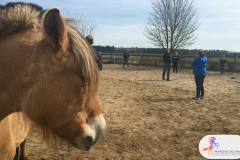 13.Leiderschapstraining paarden teamtripper JCI Ede Laag Soeren april 2018