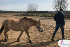 9.Leiderschapstraining paarden teamtripper JCI Ede Laag Soeren april 2018