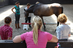 organisatie paard coachgelderland teambuilding 3