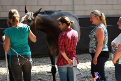 organisatie paard coachgelderland teambuilding