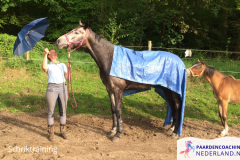 4.Schriktraining-paardencoaching-nederland-gelderland