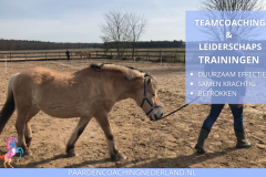 Paardencoaching Nederland Teamcoaching 8x5 - Paardencoaching-Nederland-gelderland-nijmegen-Teamcoaching-Leiderschap-training-2