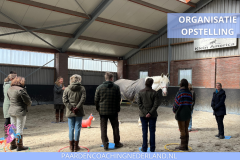 Paardencoaching Nederland Teamcoaching 8x5 - Paardencoaching-Nijmegen-teamcoaching-Stal-Klein-Amerika-1