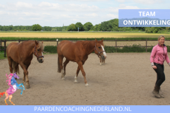 Teamontwikkeling Paardencoaching Nederland 8x5 - 12