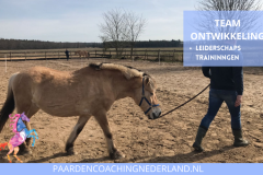 Teamontwikkeling Paardencoaching Nederland 8x5 - 2