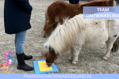 Teamontwikkeling Paardencoaching Nederland 8x5 - 3