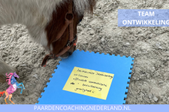 Teamontwikkeling Paardencoaching Nederland 8x5 - 4