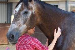 Paardencoaching-nederland-frontpage-3luik5x5 - Paardencoaching-Nederland-Gelderland-5x5-1