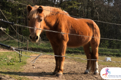 12.workshop-HSP-paardencoaching-nijmegen-2019.workshop-HSP-paardencoaching-nijmegen-2019